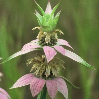 Native Bee Balm Seeds - Herbal Plant