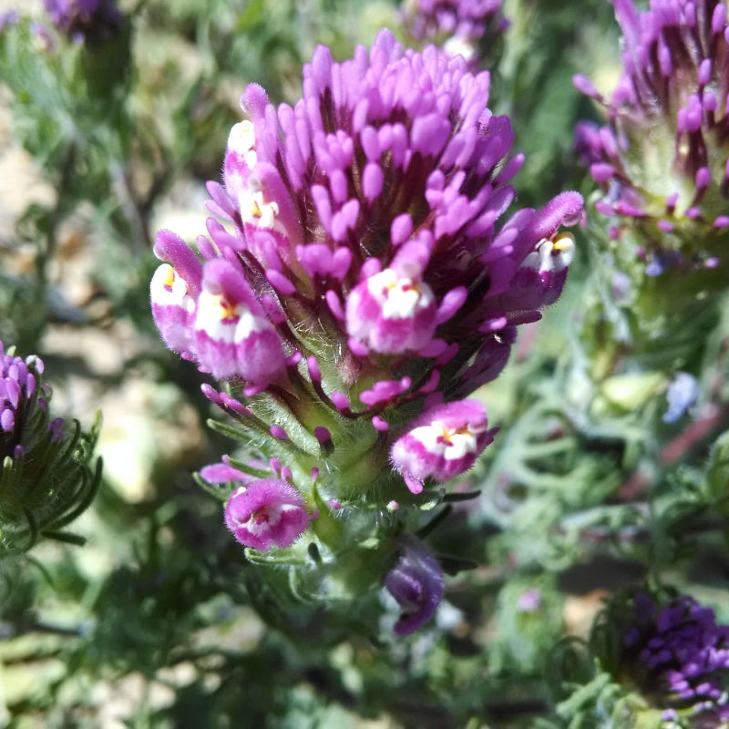 Native California Clover Seeds - Heirloom Flower Plant for Home Gardens