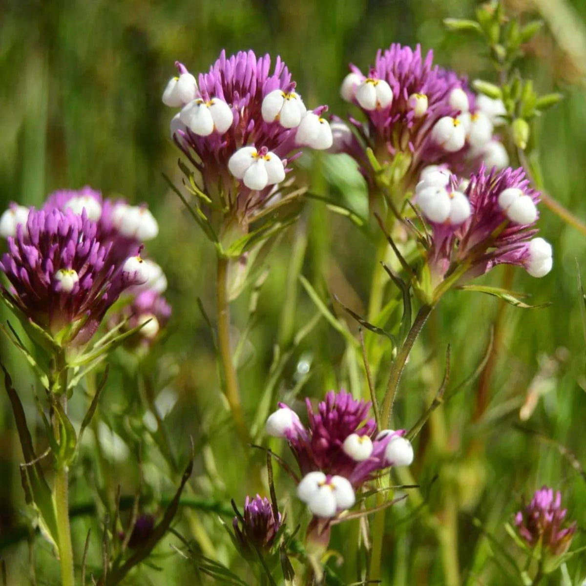Native California Clover Seeds - Heirloom Flower Plant for Home Gardens