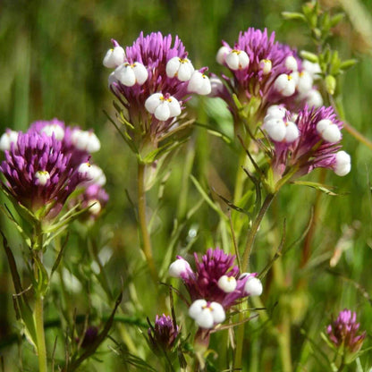 Native California Clover Seeds - Heirloom Flower Plant for Home Gardens