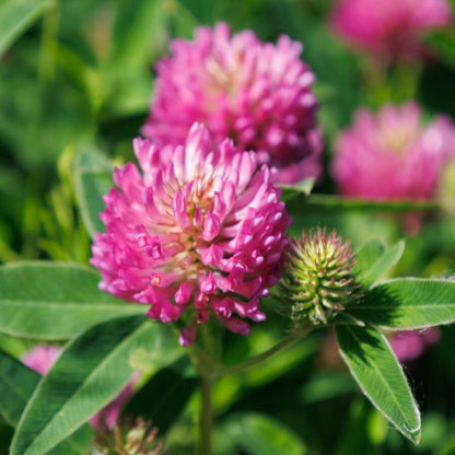 Native California Clover Seeds - Heirloom Flower Plant for Home Gardens