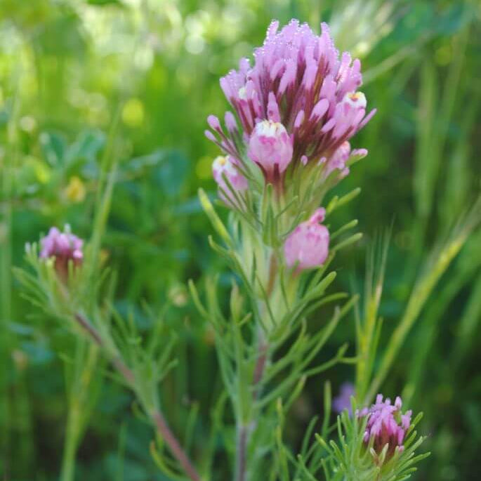 Native California Clover Seeds - Heirloom Flower Plant for Home Gardens