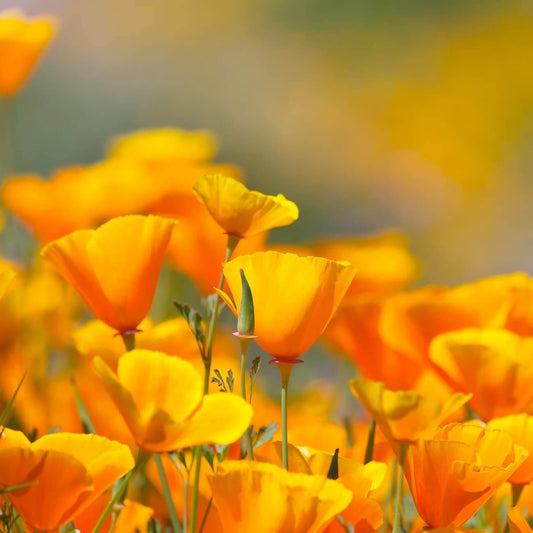 Native California Poppy Seeds - Flower Plant