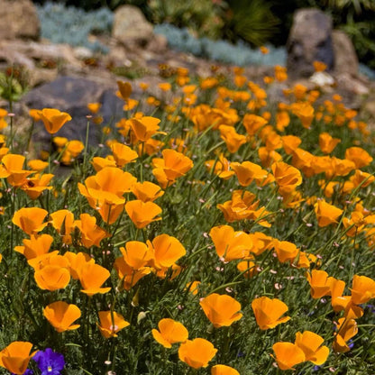 Native California Poppy Seeds - Flower Plant