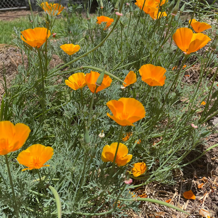 Native California Poppy Seeds - Flower Plant