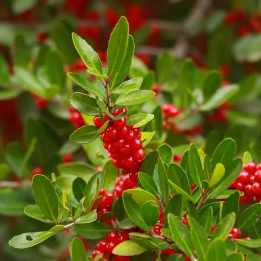 Native Holly Seeds