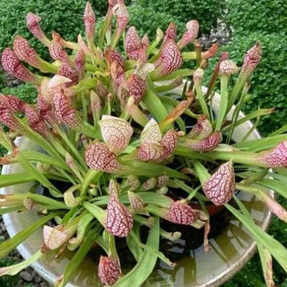 Native Pitcher Plant Seeds