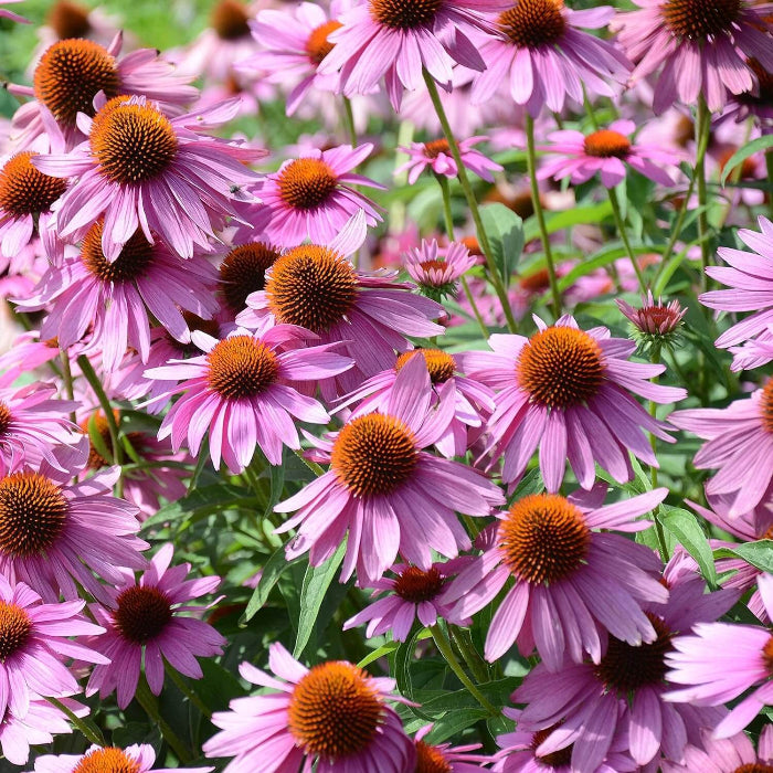 Native Purple Coneflower Seeds - Herbal Plant