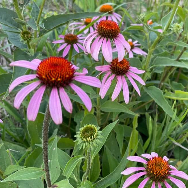 Native Purple Coneflower Seeds - Herbal Plant
