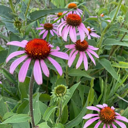 Native Purple Coneflower Seeds - Herbal Plant