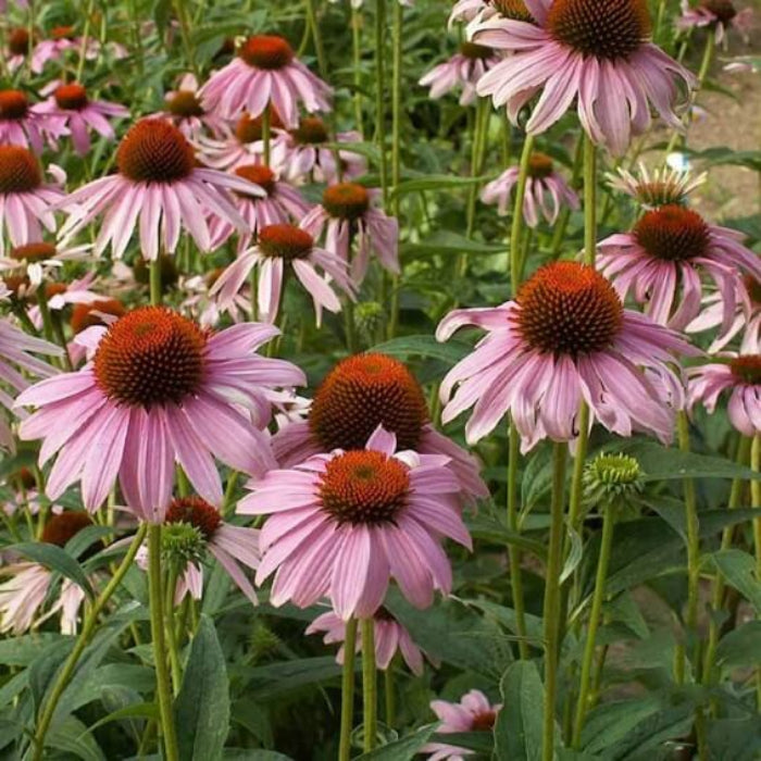 Native Purple Coneflower Seeds - Herbal Plant
