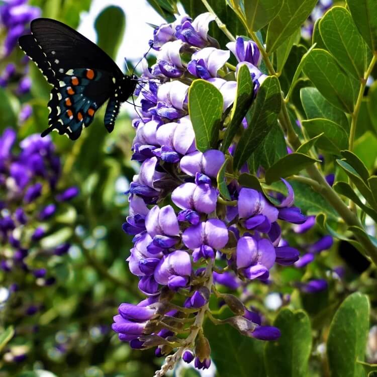 Native Texas Mountain Laurel Seeds