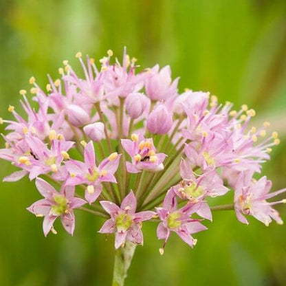 Native Wild Allium Stellatum Seeds