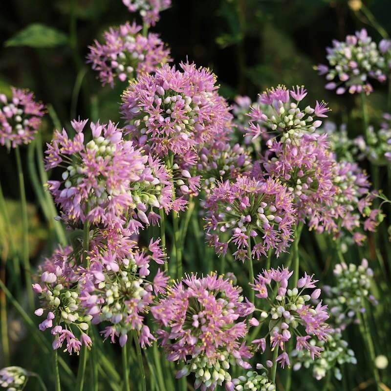 Native Wild Allium Stellatum Seeds