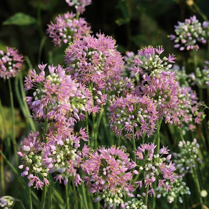 Native Wild Allium Stellatum Seeds