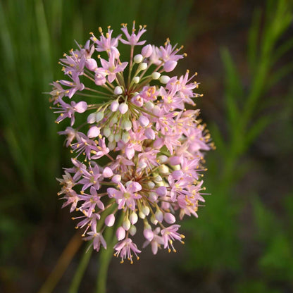 Native Wild Allium Stellatum Seeds