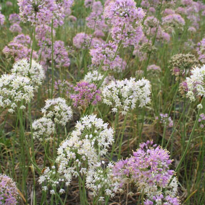 Native Wild Allium Stellatum Seeds