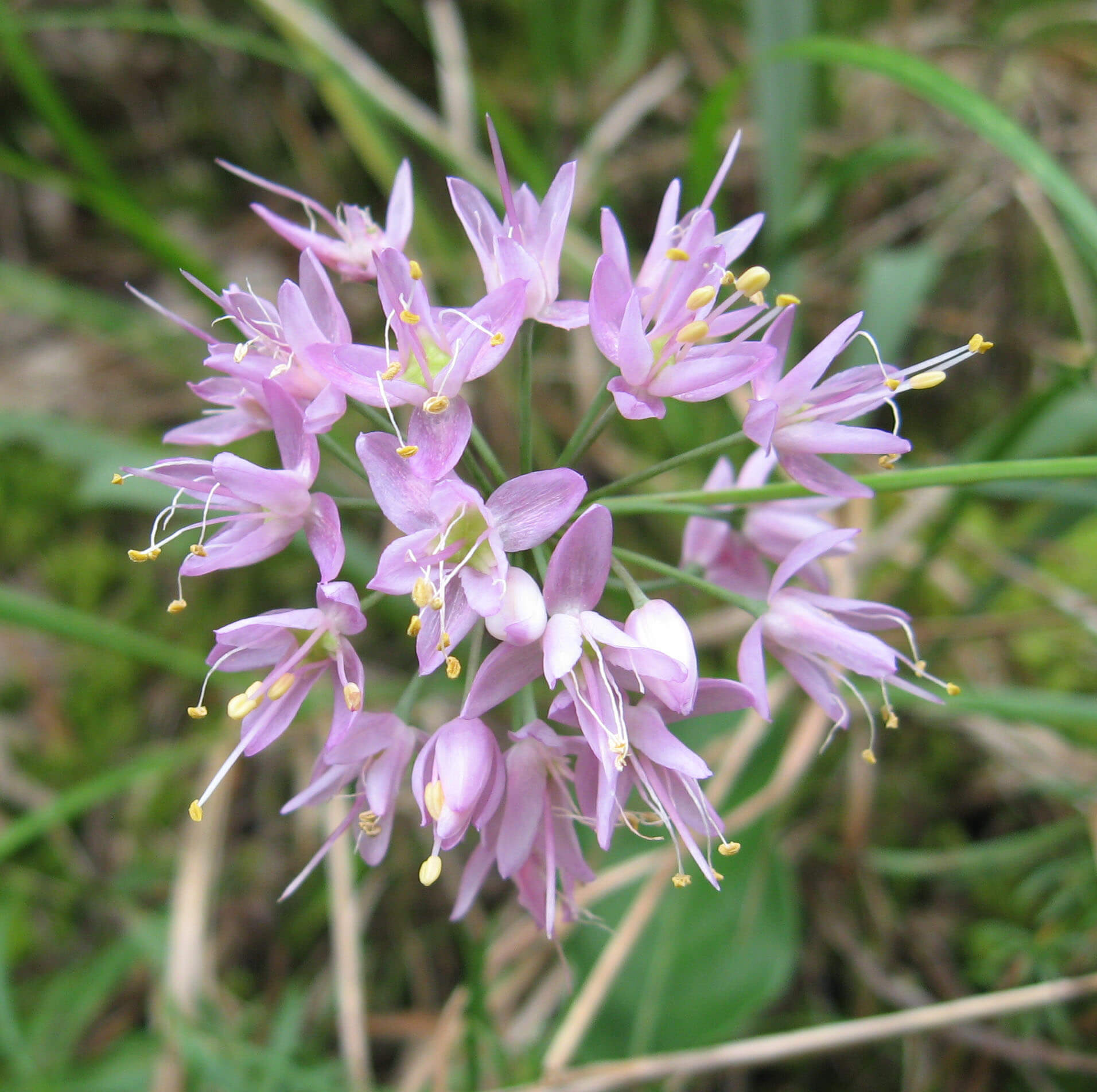 Native Wild Allium Stellatum Seeds