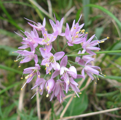 Native Wild Allium Stellatum Seeds