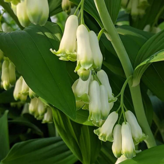 Native Woodland Solomon’s Seal Seeds