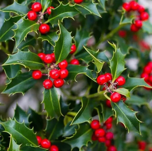 Native Yaupon Holly Seeds