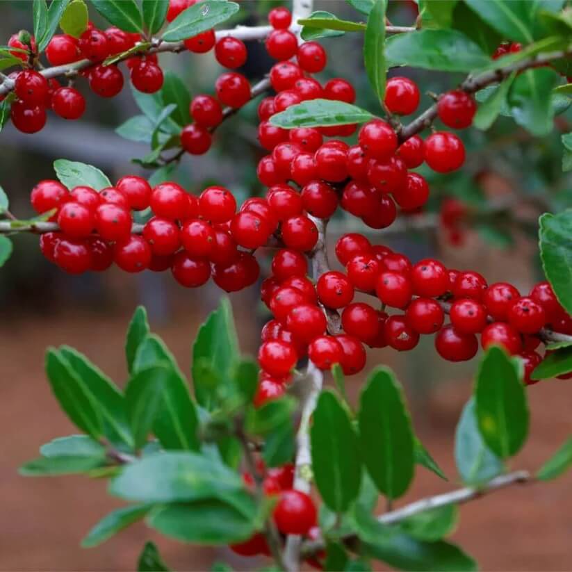 Native Yaupon Holly Seeds