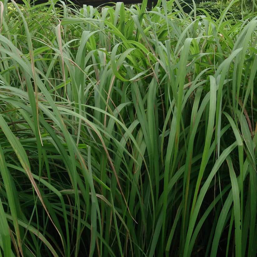 Natural Bug Repellent Plants seeds