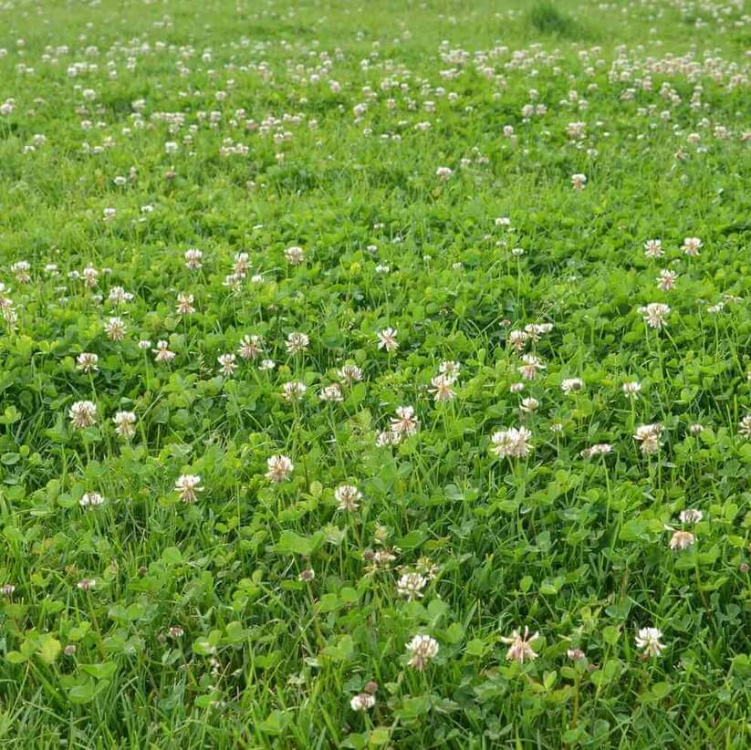 Natural Lawn Alternative seeds