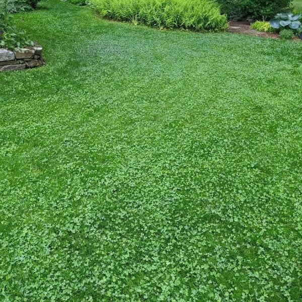 Natural Lawn Alternative seeds
