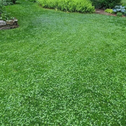Natural Lawn Alternative seeds