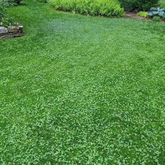 Natural Lawn Alternative seeds