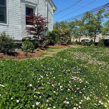 Natural Lawn Alternative seeds