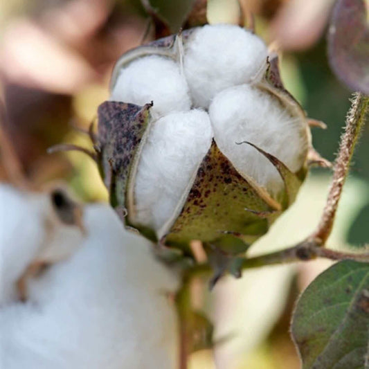 Natural Tan Cotton Seeds - Herbal Plant for Home Gardens