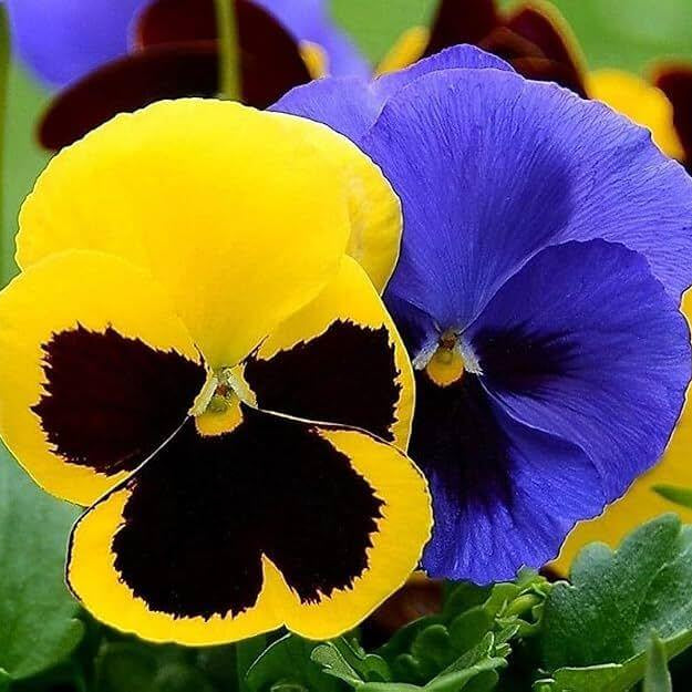Nature Pansy Seeds