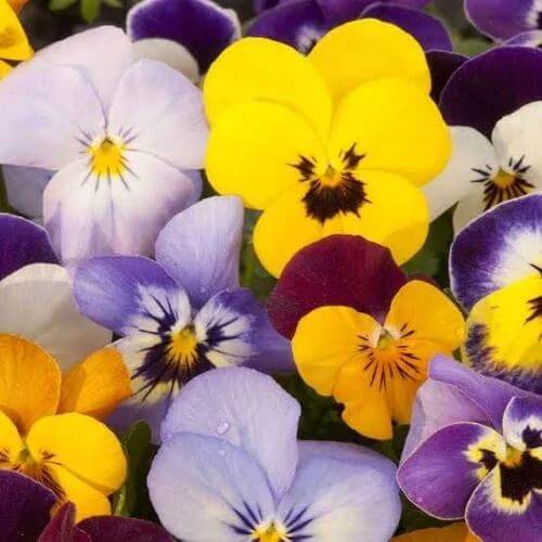 Nature Pansy Seeds