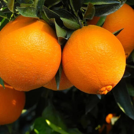 Navel Orange Seeds - Fruit Plant