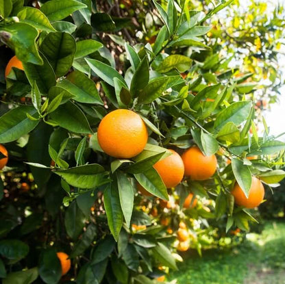 Navel Orange Seeds - Fruit Plant