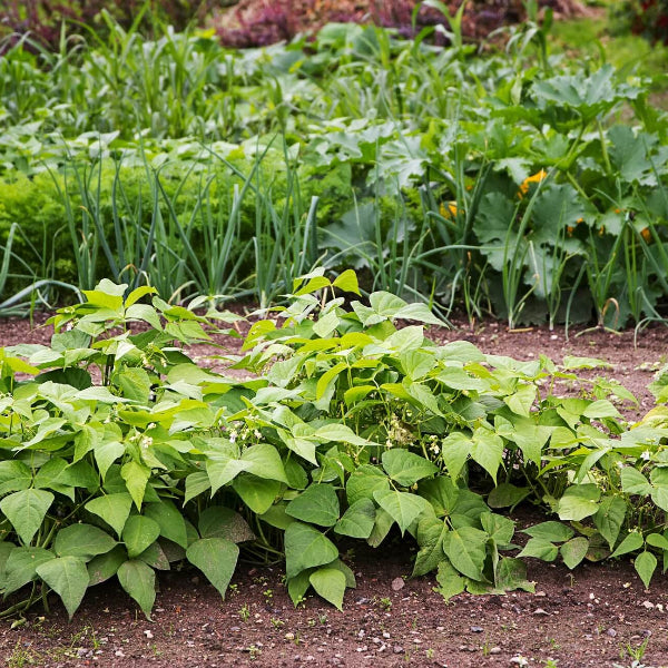 Navy Bean Seeds - Vegetable Plant