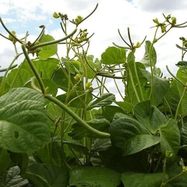 Navy Bean Seeds - Vegetable Plant