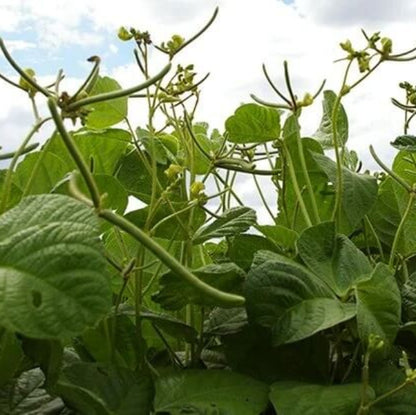 Navy Bean Seeds - Vegetable Plant