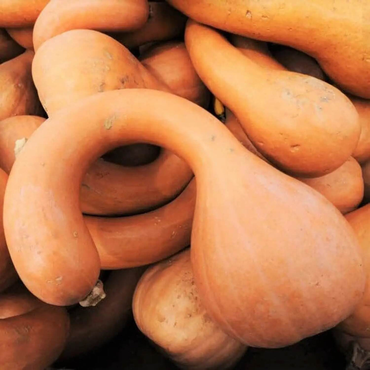 Neck Pumpkin Seeds