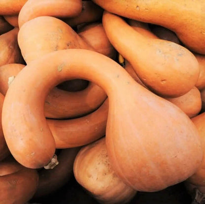 Neck Pumpkin Seeds