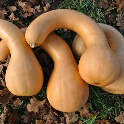 Neck Pumpkin Seeds