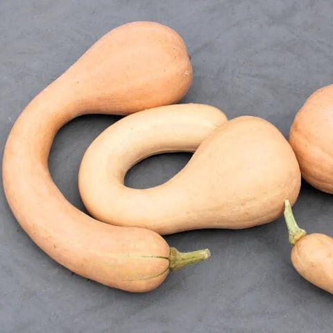 Neck Pumpkin Seeds