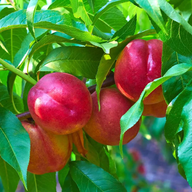 Nectarine Seeds - Fruit Plant for Home Gardens