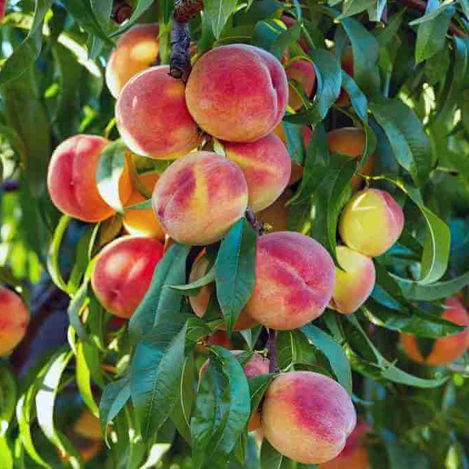 Nectarine Seeds - Fruit Plant for Home Gardens