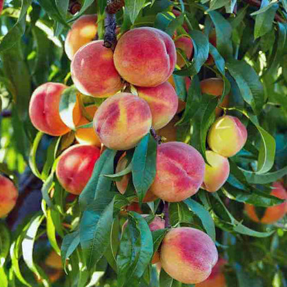 Nectarine Seeds - Fruit Plant for Home Gardens