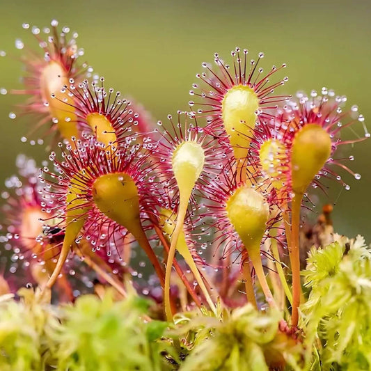 Needle Leafed Sundew Seeds
