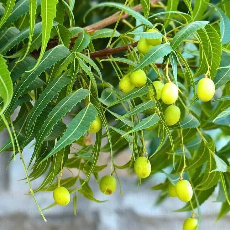 Neem Seeds For Planting - Tree Seeds for Home Gardens
