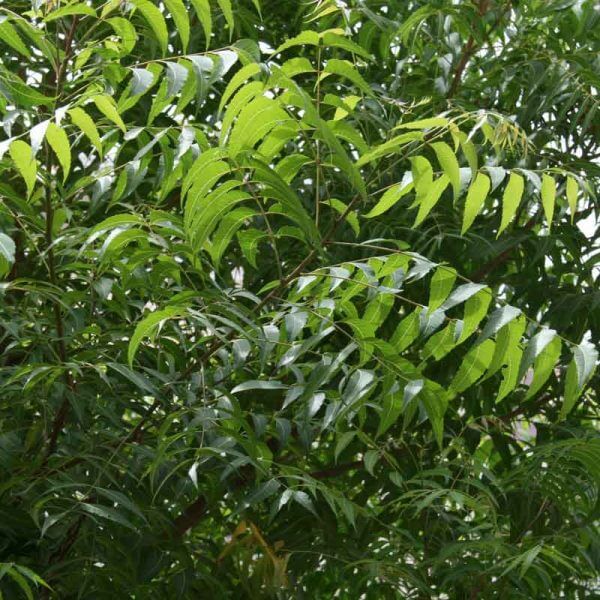 Neem Seeds For Planting - Tree Seeds for Home Gardens